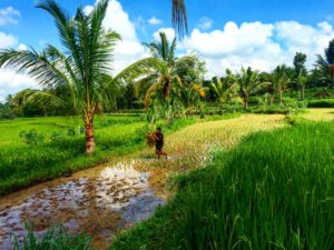 Indonesie 744 – kopie – kopie