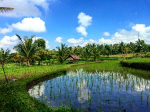 Indonesie 760 – kopie – kopie