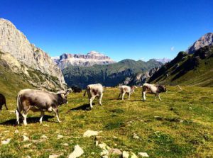 14102201_1082219795206295_1805554507529140737_n