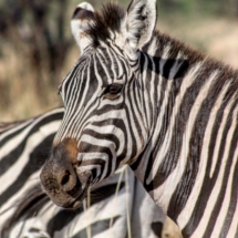 3F4EE319-5ABE-40B7-BF5B-90CE60719841