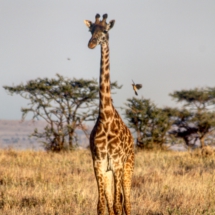 791358E6-91E2-435F-BA45-C2127B376BFF