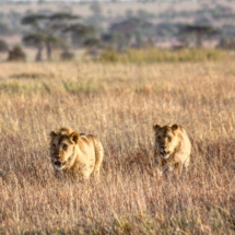 80F6C243-ECAE-4496-8697-B4BAA205C42B