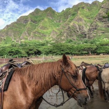 8ED9AA3A-5515-4E0C-8023-0F2BC4D26563