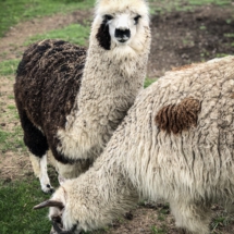 5235EC7A-DC08-426C-9448-799313ACE757