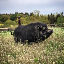 83CB41A5-89FF-45E6-8277-6CAD98EA0AC2