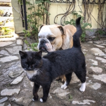 FF2171C7-B8D9-48EF-B3B3-0F6AC9238326